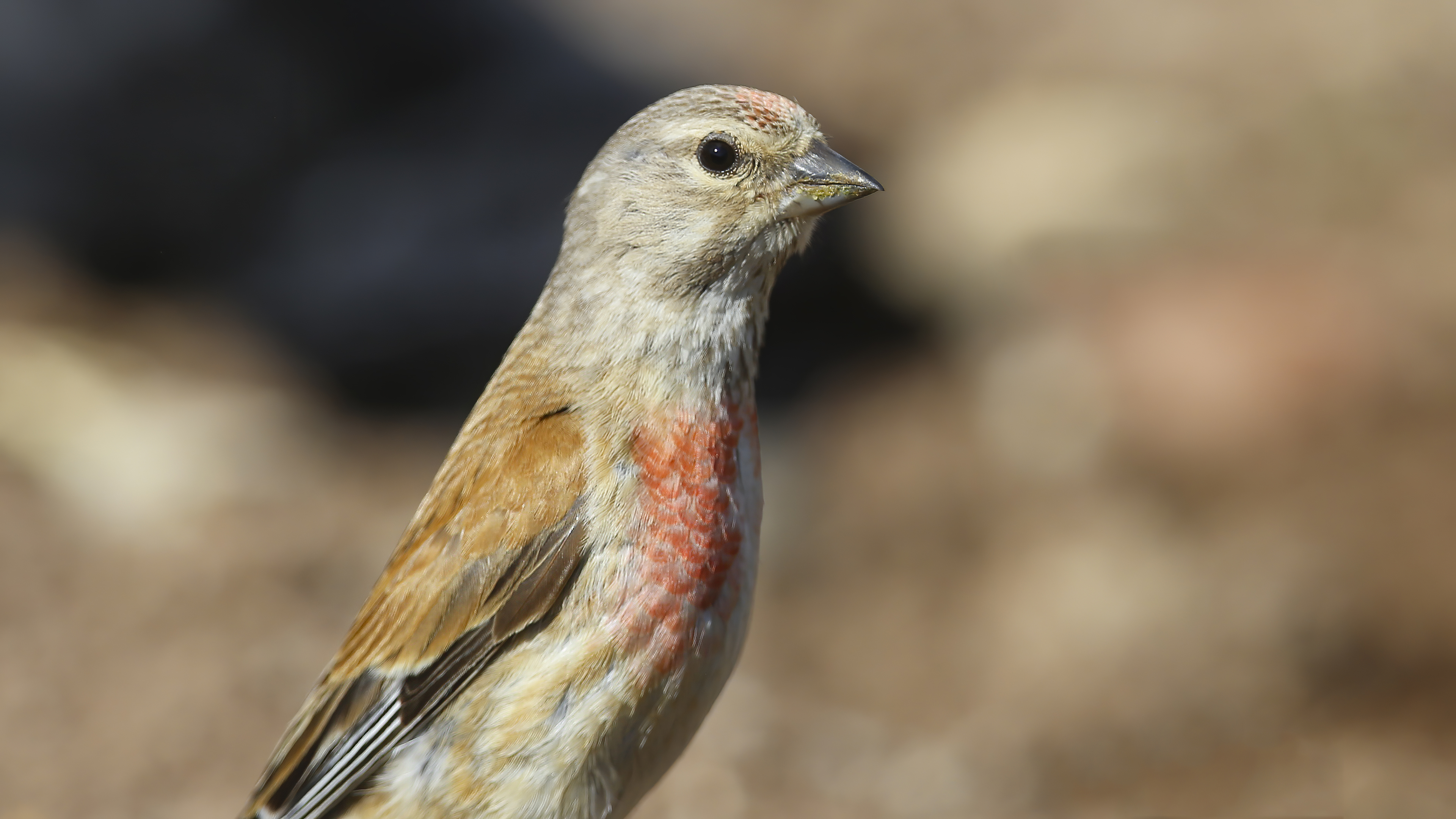 Eurasian Linnet